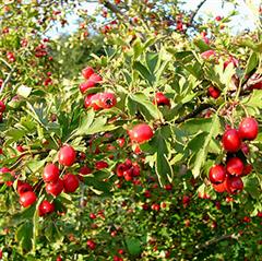 سرخ ولیک (کراتاگوس میکروفیلا)